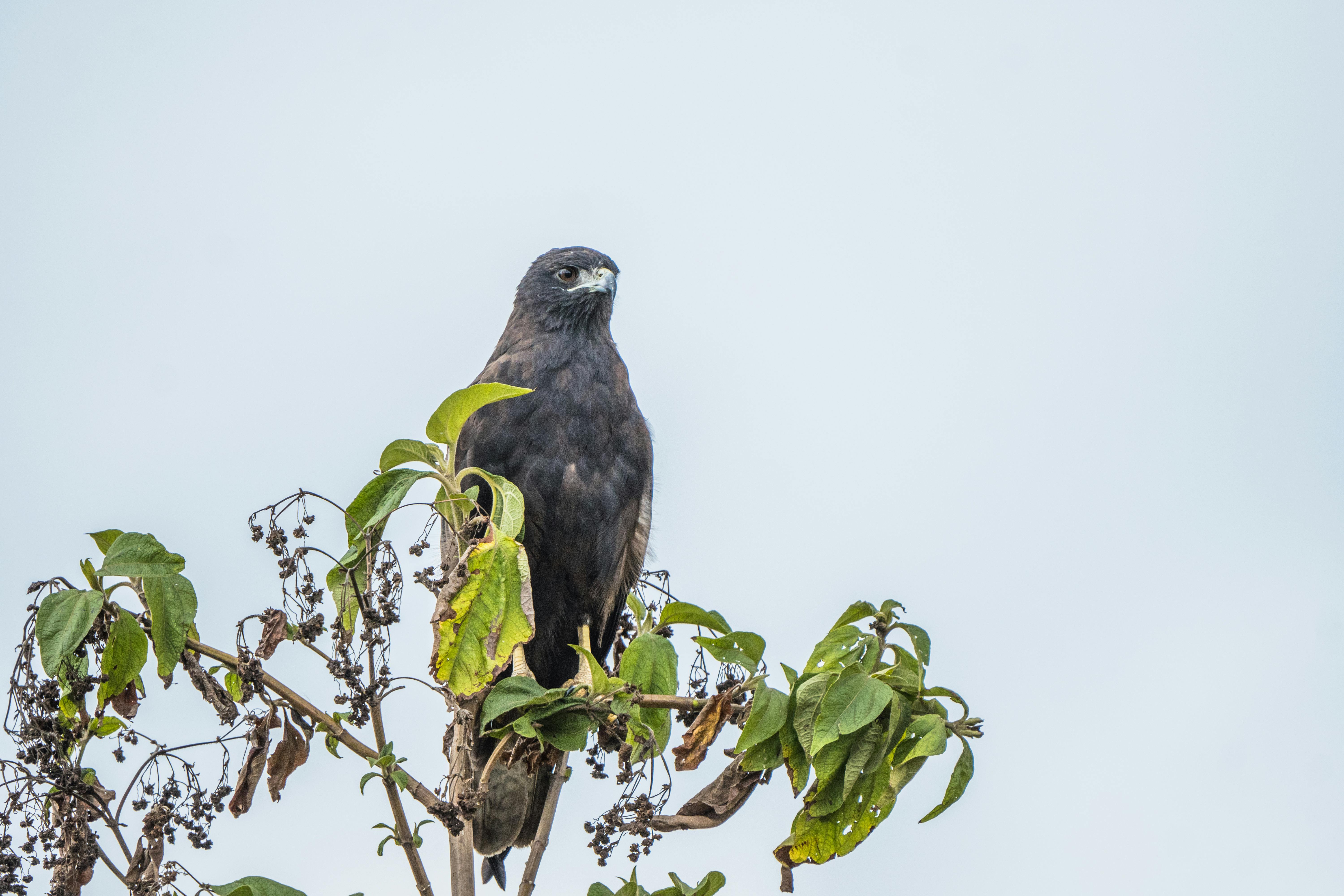 A majestic hawk perched on a tree in Briceño, Cundinamarca, Colombia.