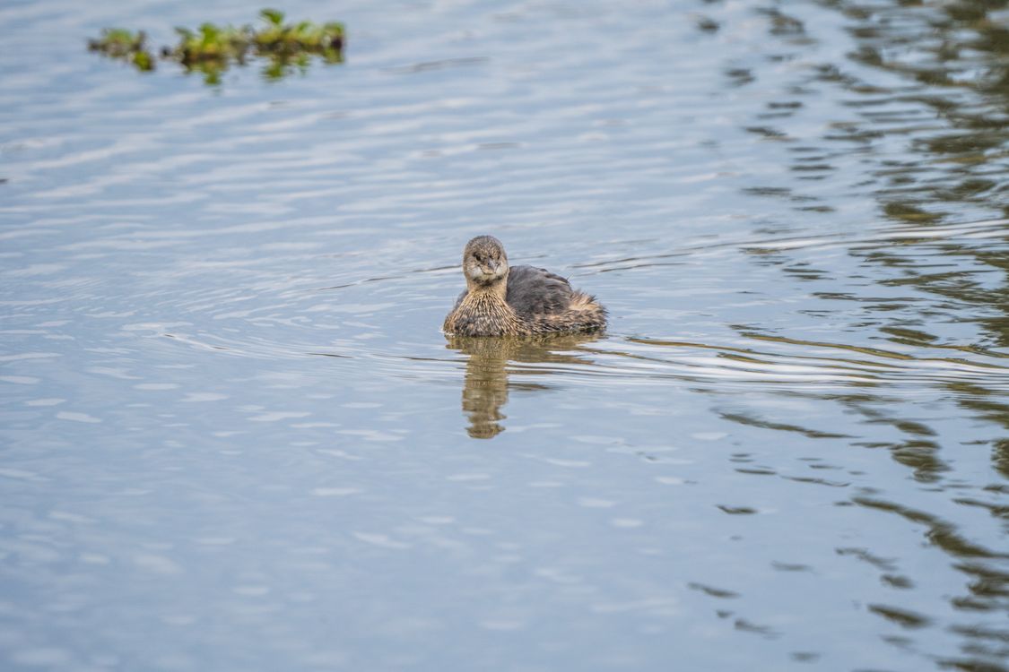 Pato Picture Pato · Free Stock Photo