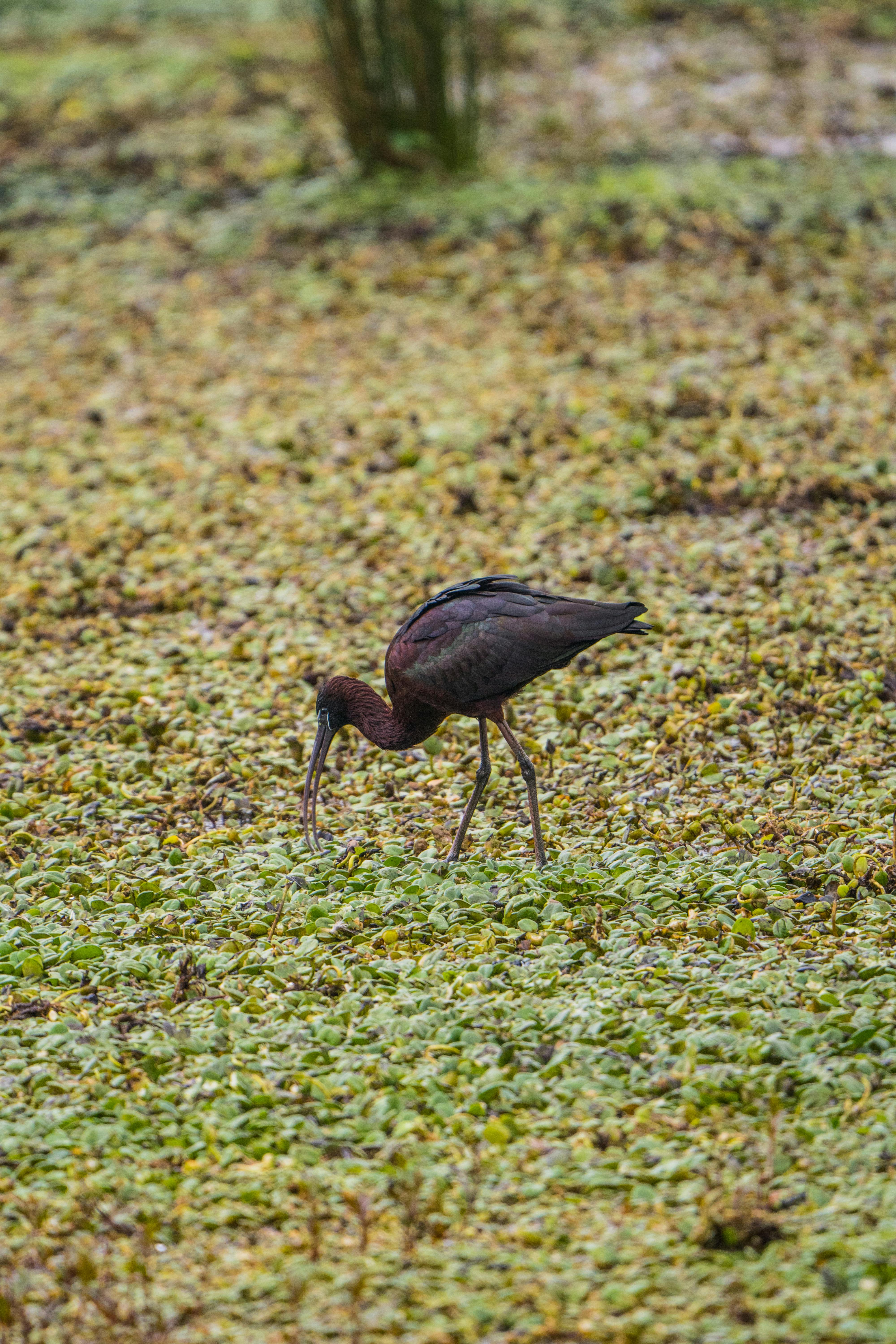 grátis Foto profissional grátis de adaptação, águia, amante dos animais Foto profissional
