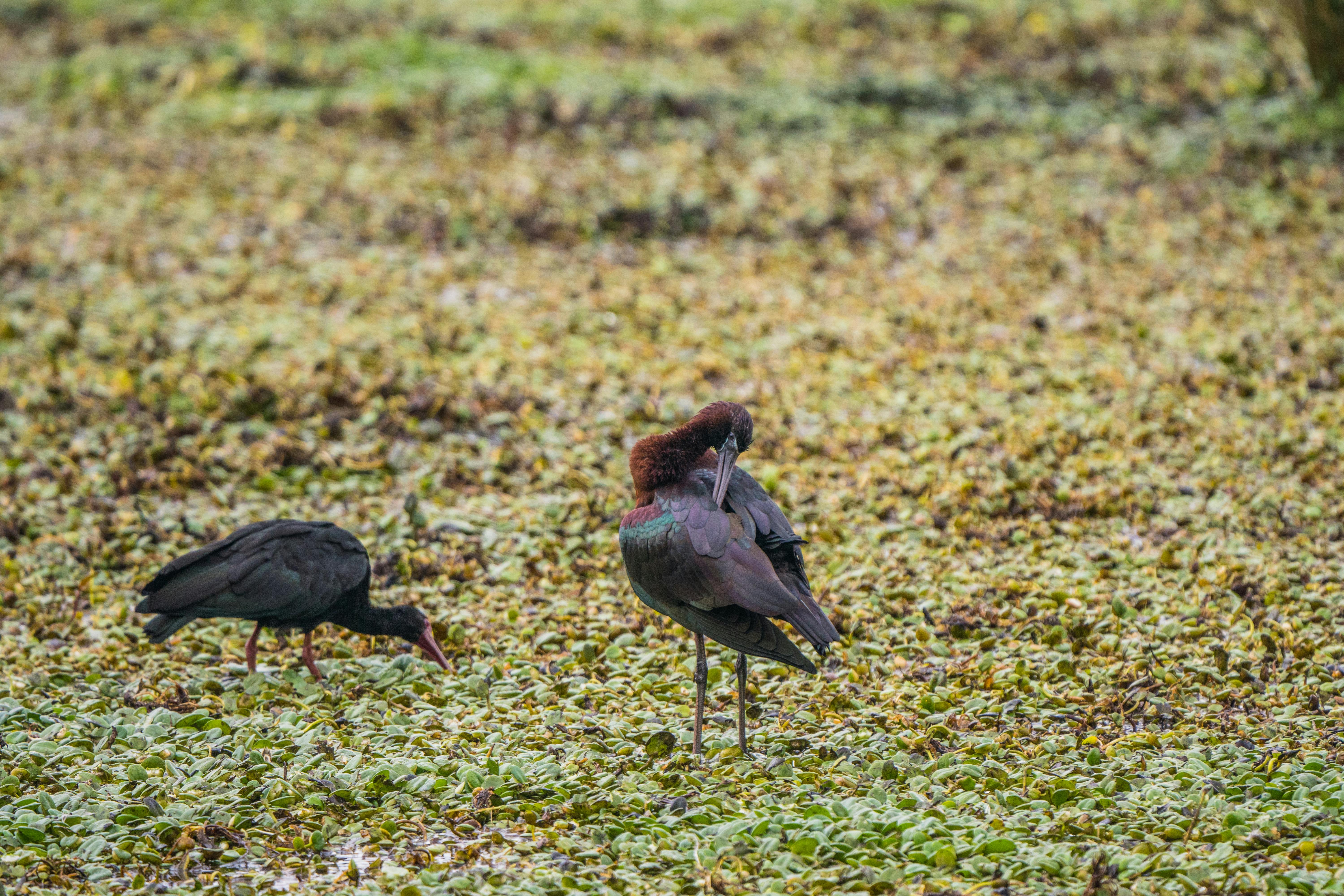 ฟรี คลังภาพถ่ายฟรี ของ chulo, cundinamarca, fowel คลังภาพถ่าย