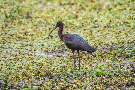 Glossy Ibis standing in a lush wetland in Briceño, Colombia, showcasing vibrant plumage.