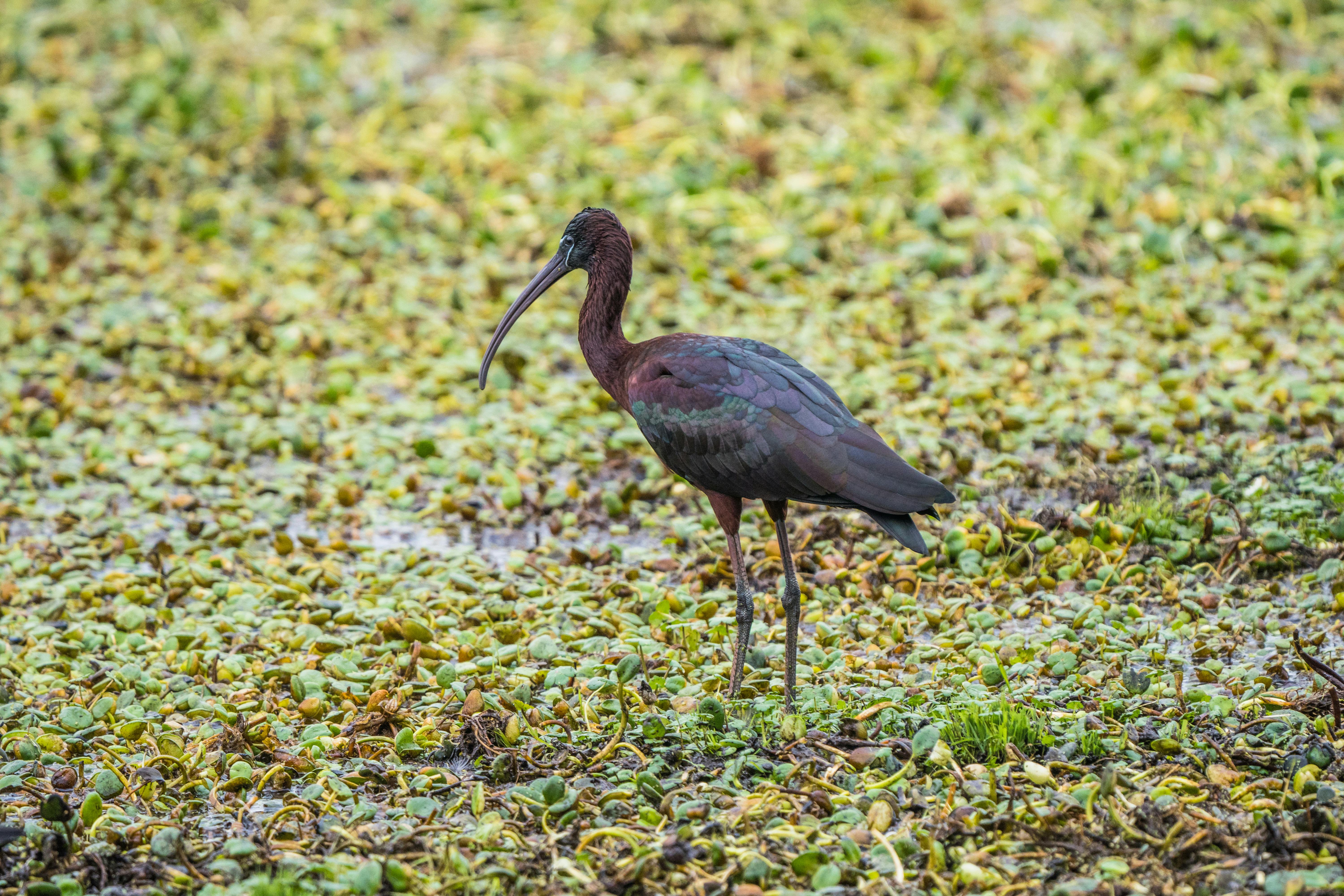 Gratis arkivbilde med and, biologisk mangfold, birding Arkivbilde