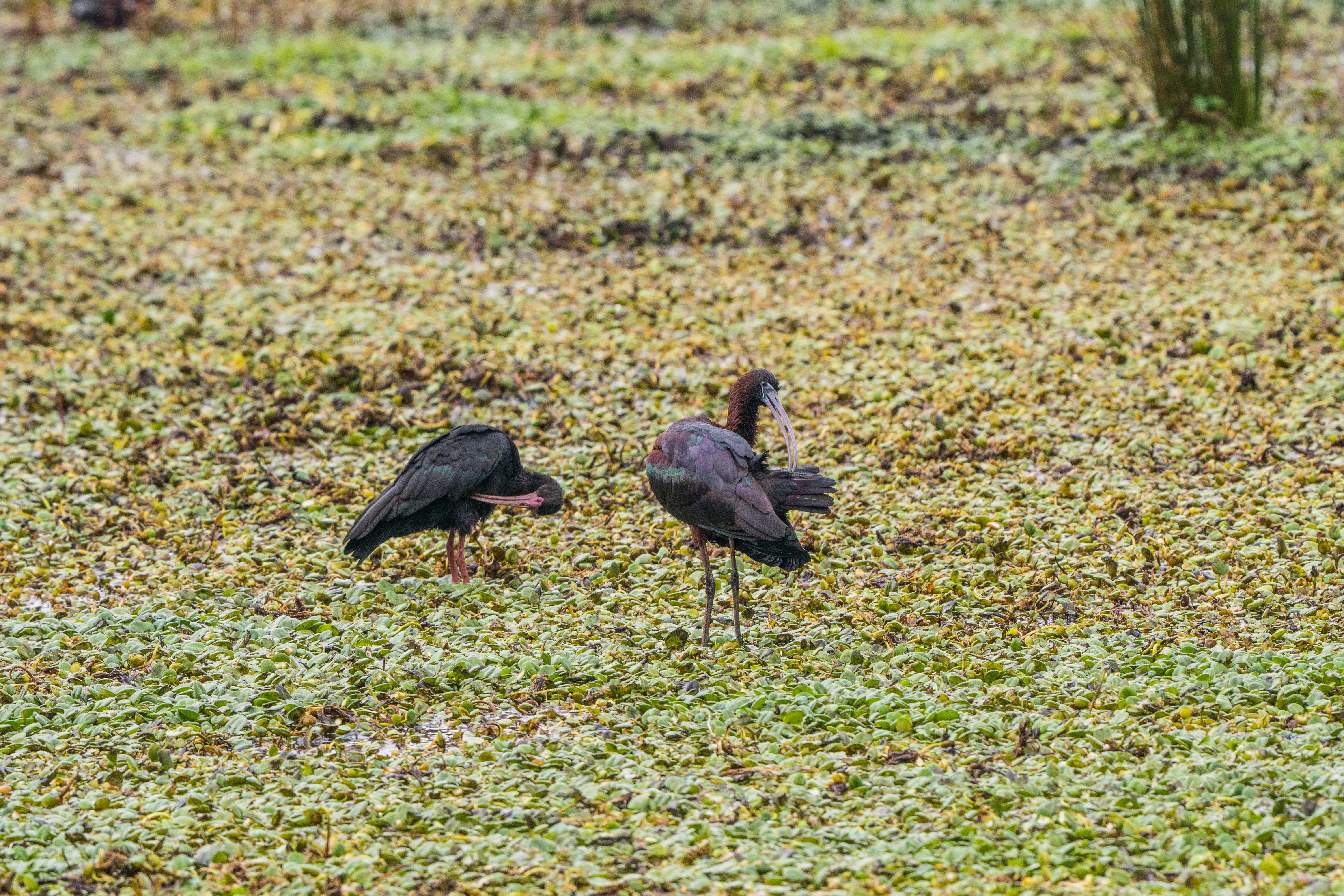 Gratuit Imagine de stoc gratuită din albastru albastru, America de Sud, animal Fotografie de stoc