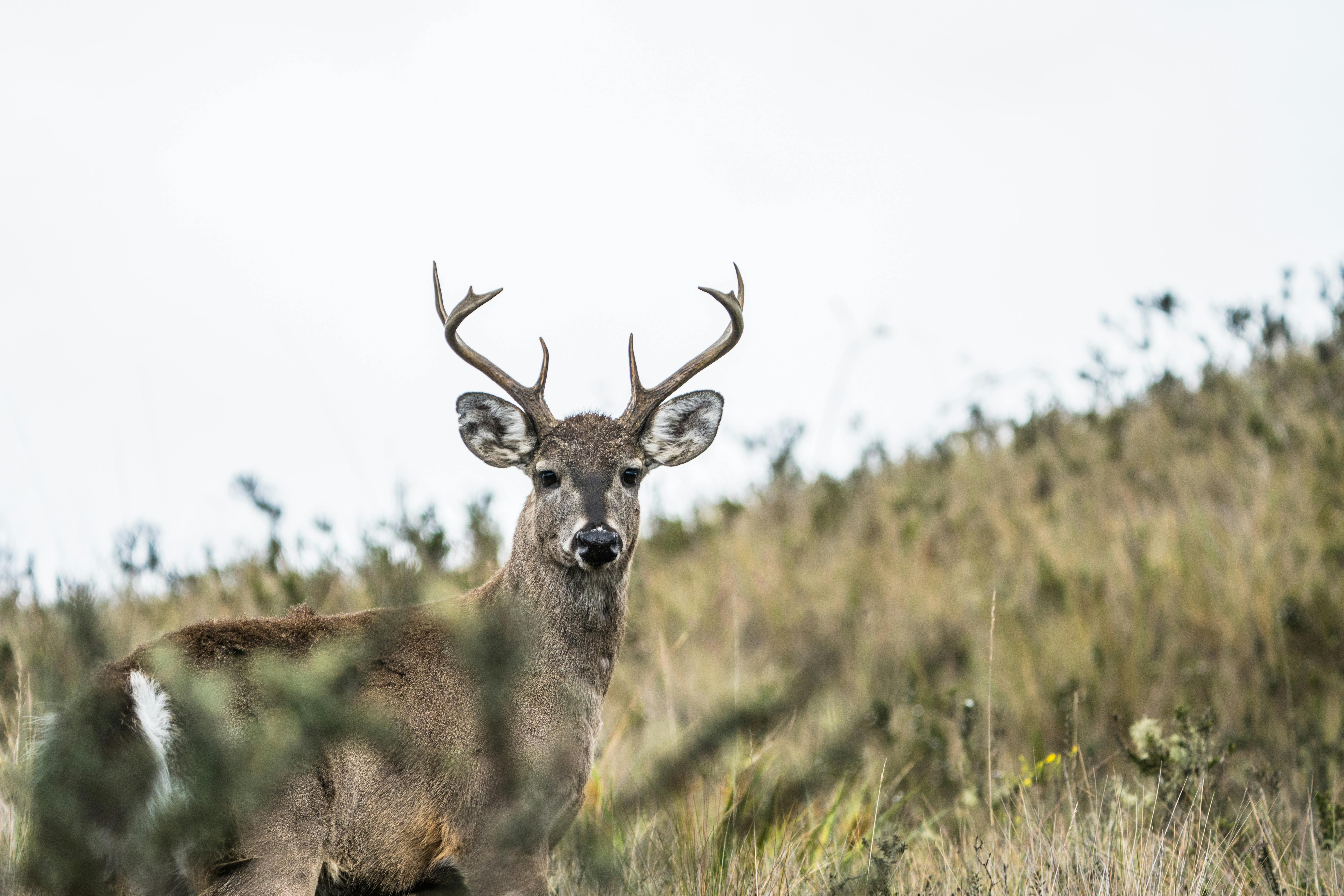 grátis Foto profissional grátis de águia, alerta, amante dos animais Foto profissional