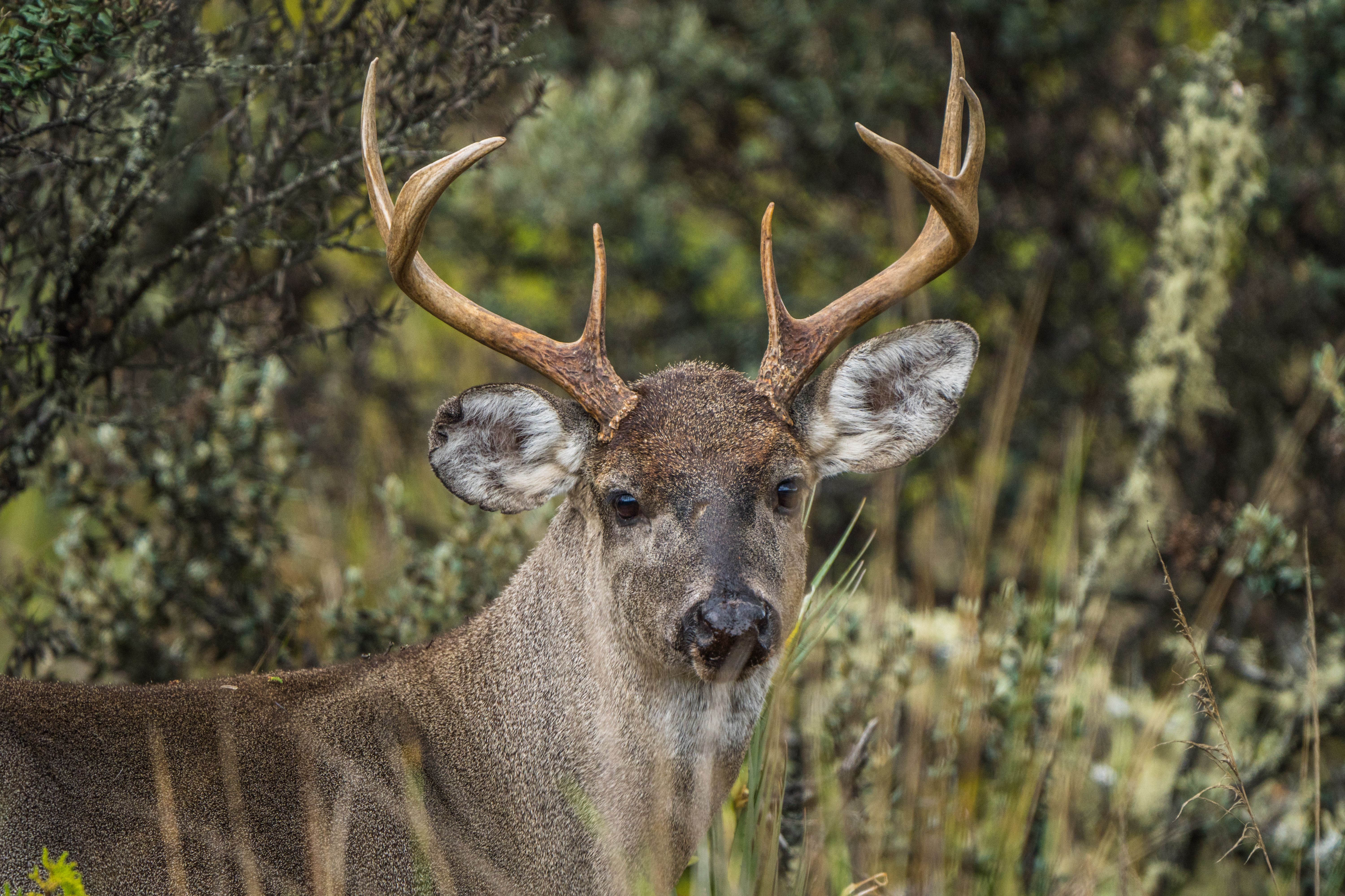 All-Canada Show promotes hunting, fishing and outdoor adventure — Photo by Juan Felipe Ramírez on Pexels