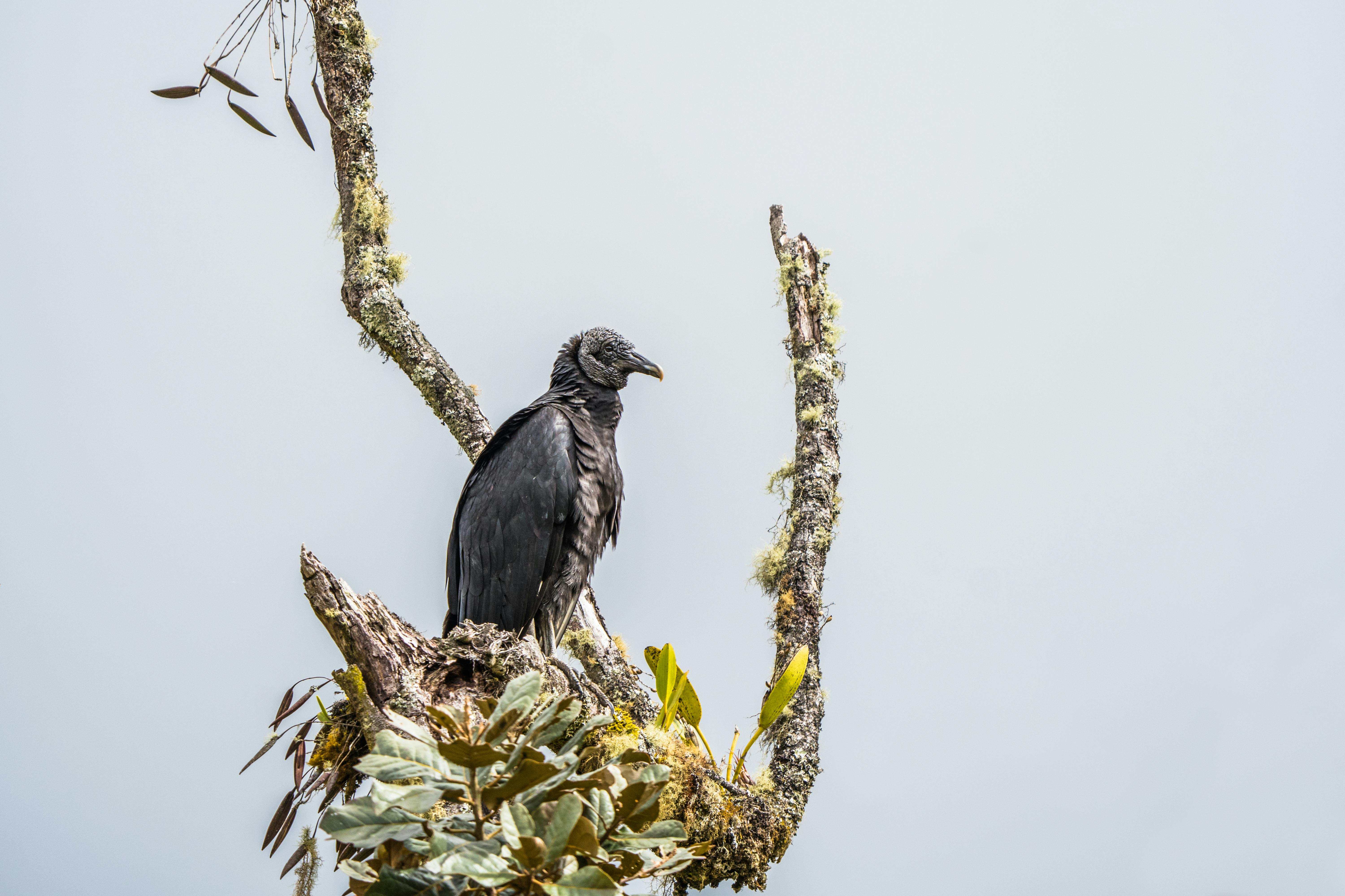 grátis Foto profissional grátis de abutre, abutre preto, águia Foto profissional