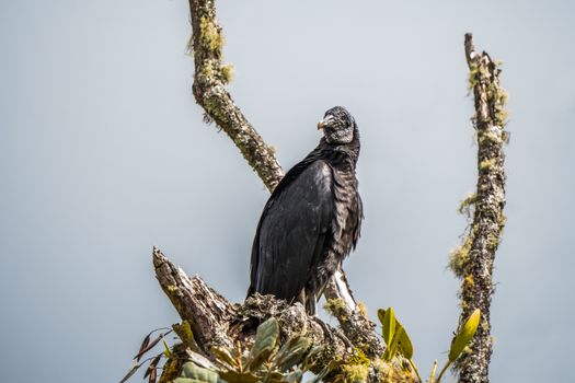 A black vulture perched on a tree branch in San Francisco, Cundinamarca, Colombia, displaying natural wildlife beauty.