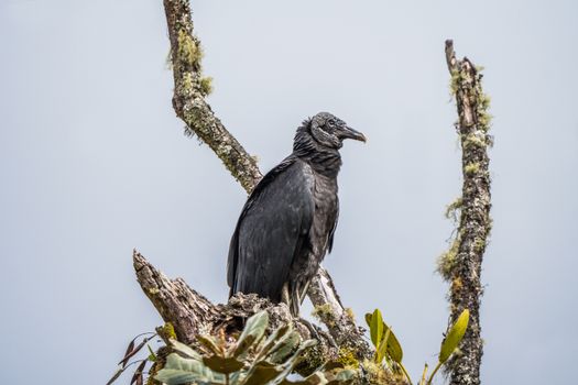 A black vulture perched on a tree branch in San Francisco, Cundinamarca, Colombia.