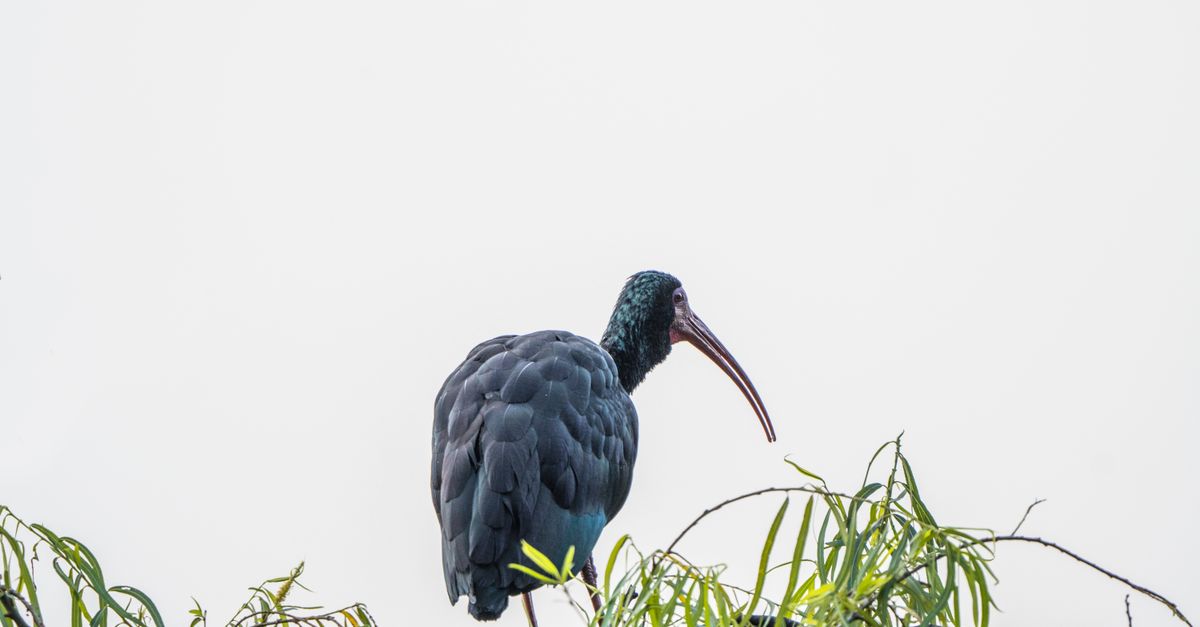 Caroni Swamp