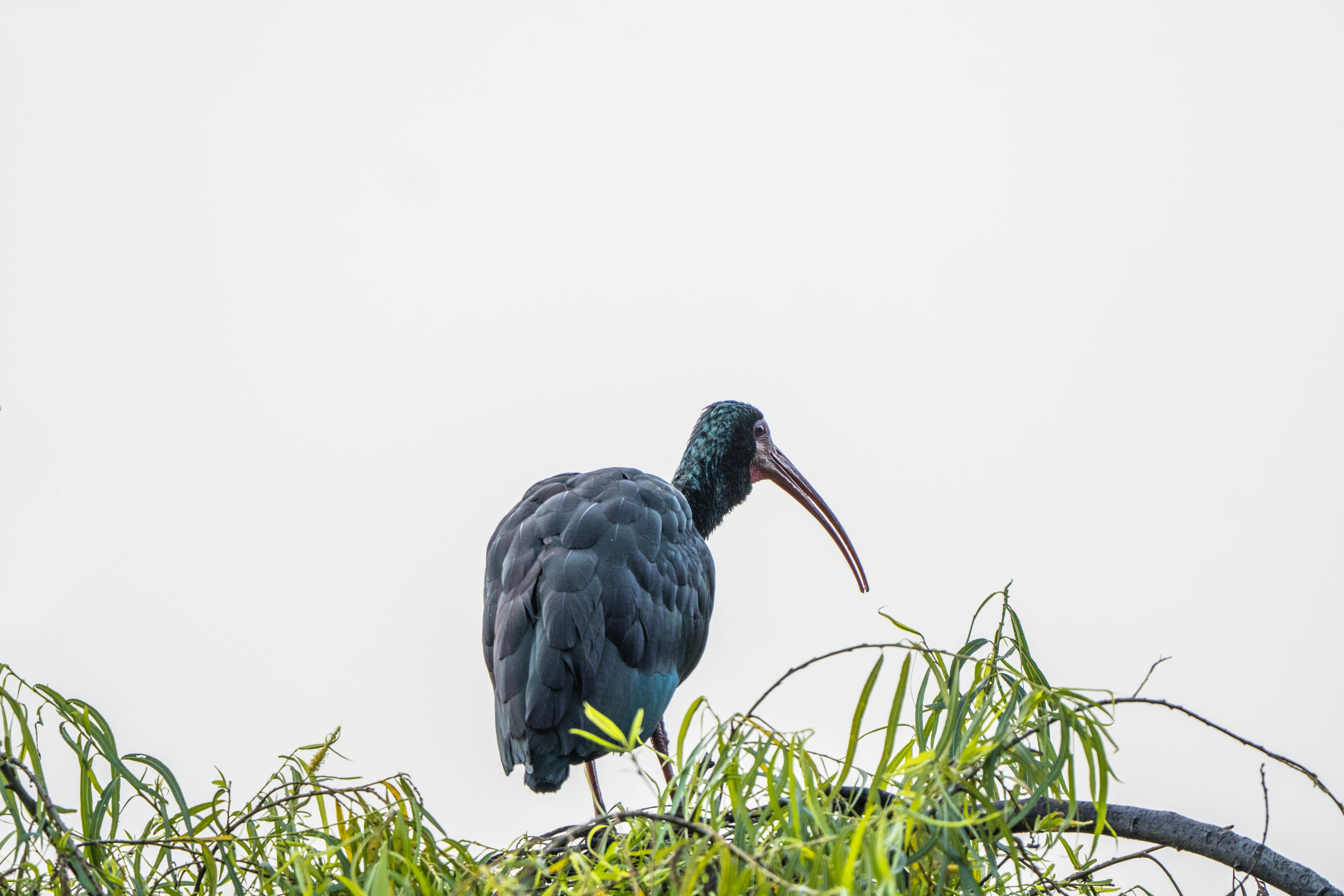 Kostenlos Kostenloses Stock Foto zu adler, blaue federn, blue heron Stock-Foto