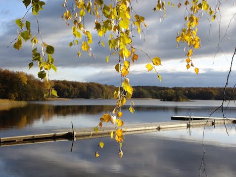 宁静的湖面上悬挂着金黄的秋叶，木制码头倒映出森林的宁静景观