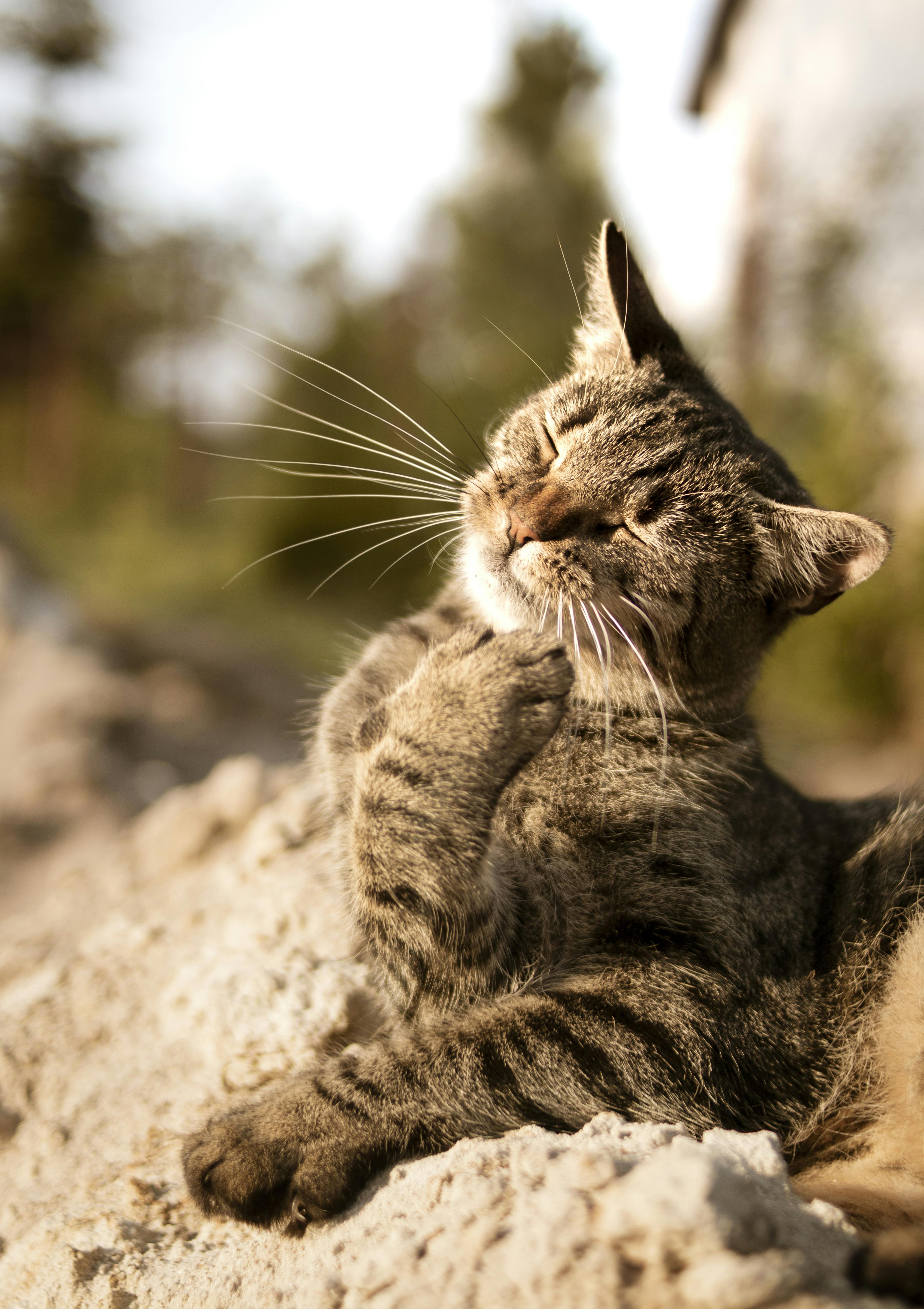 Brown Tabby Cat · Free Stock Photo