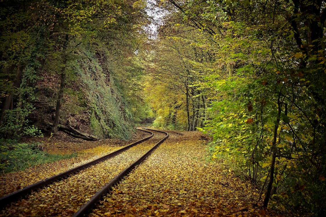 Road Rail Between Trees