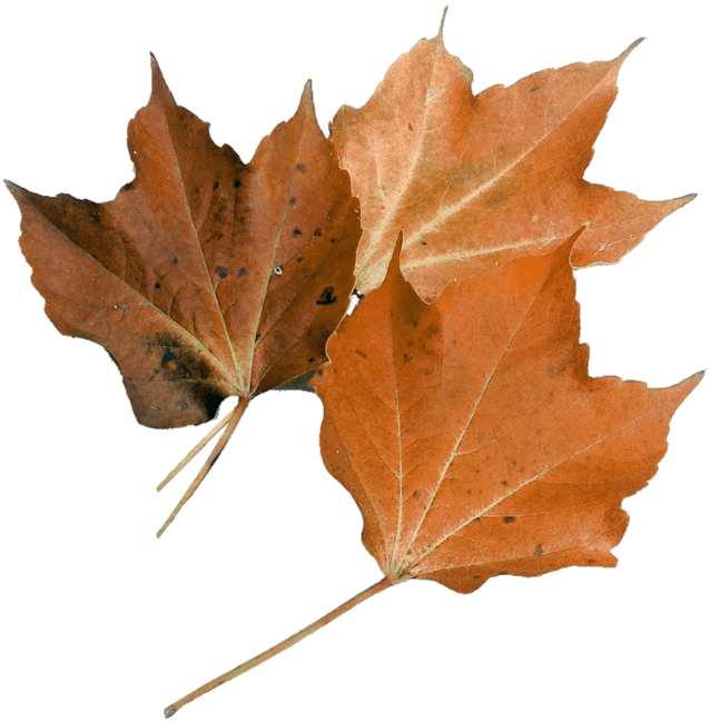Free stock photo of autumn leaf maple leaf nature