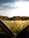 Green Crop Field