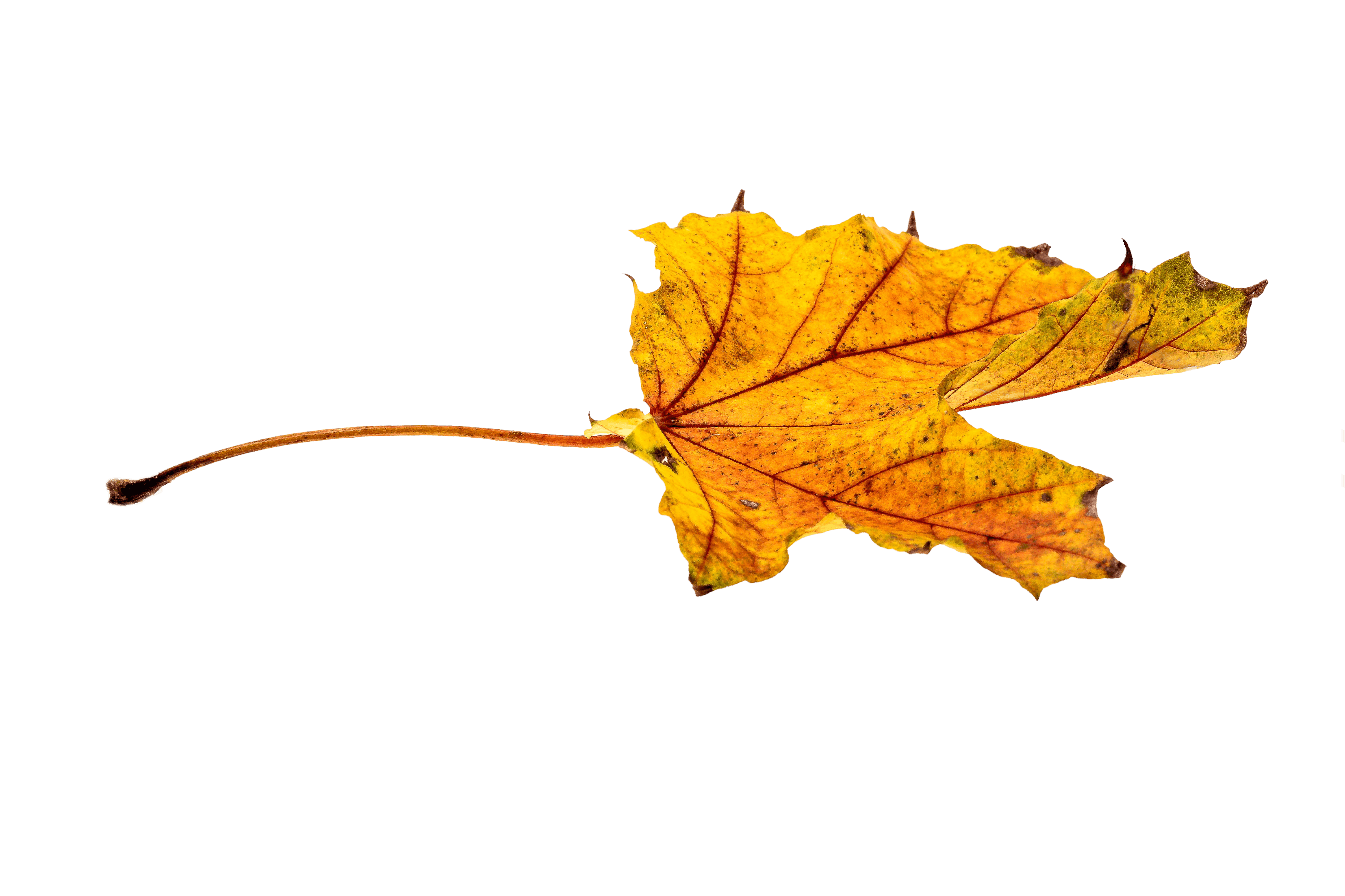 29+ Png Transparent Blätter Gif