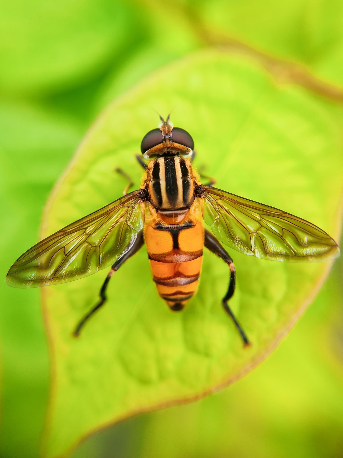 Extreme Close up Of A Hoverfly Sitting On A Leaf Free Stock Photo Extreme Close up Of A Hoverfly Sitting On A Leaf Free Stock Photo