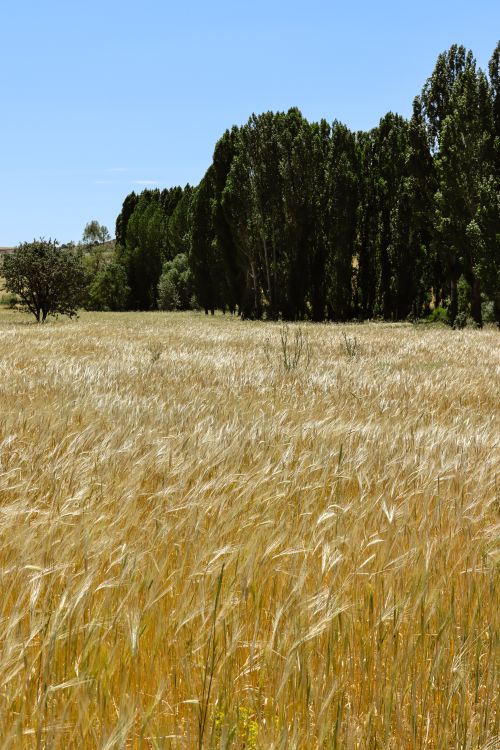 Free A serene wheat field with tall trees in the background under a clear blue sky. Stock Photo