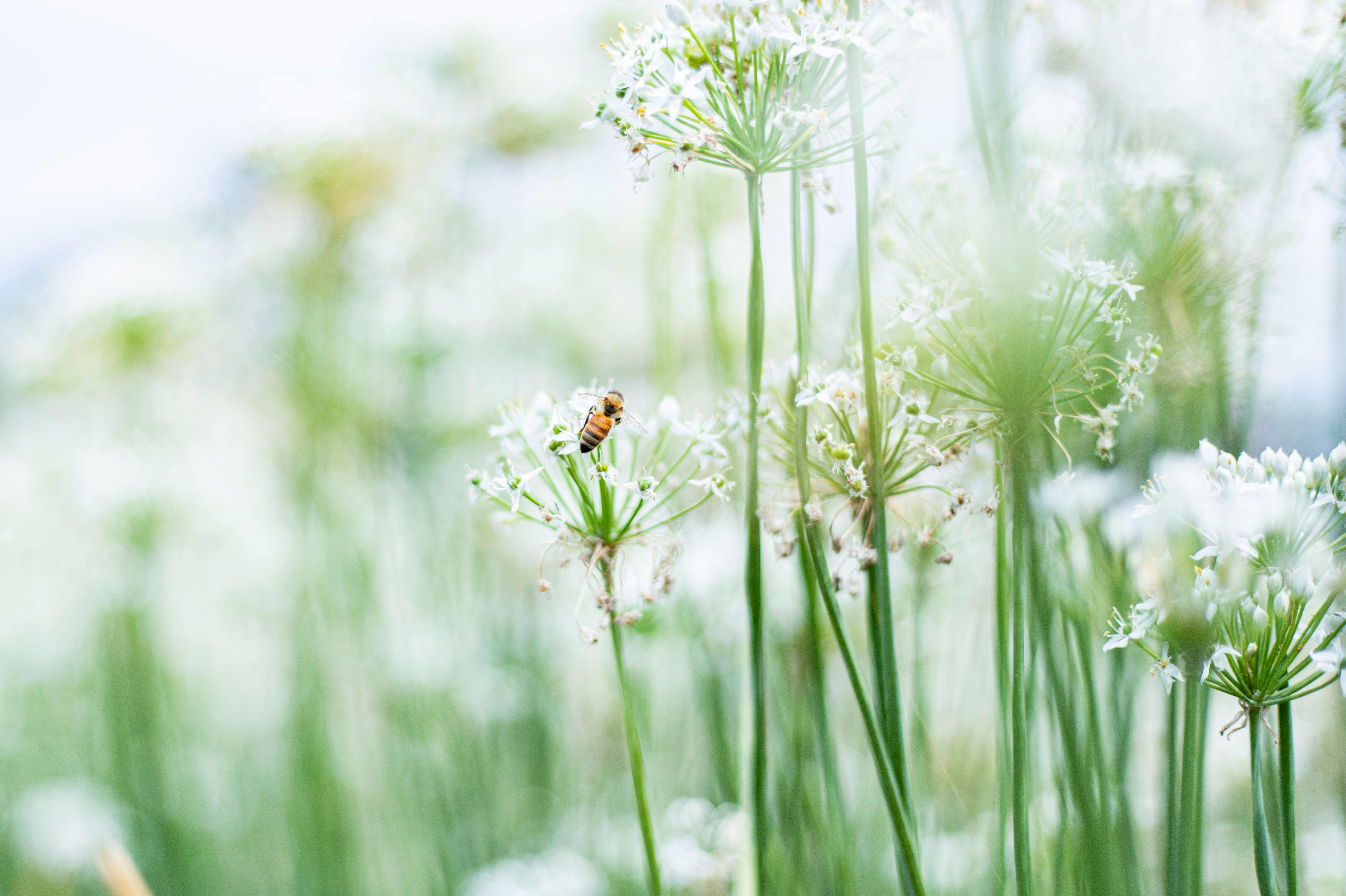 A bee pollinates delicate garlic chive flowers in a Taiwanese field. Nature's beauty captured close-up.