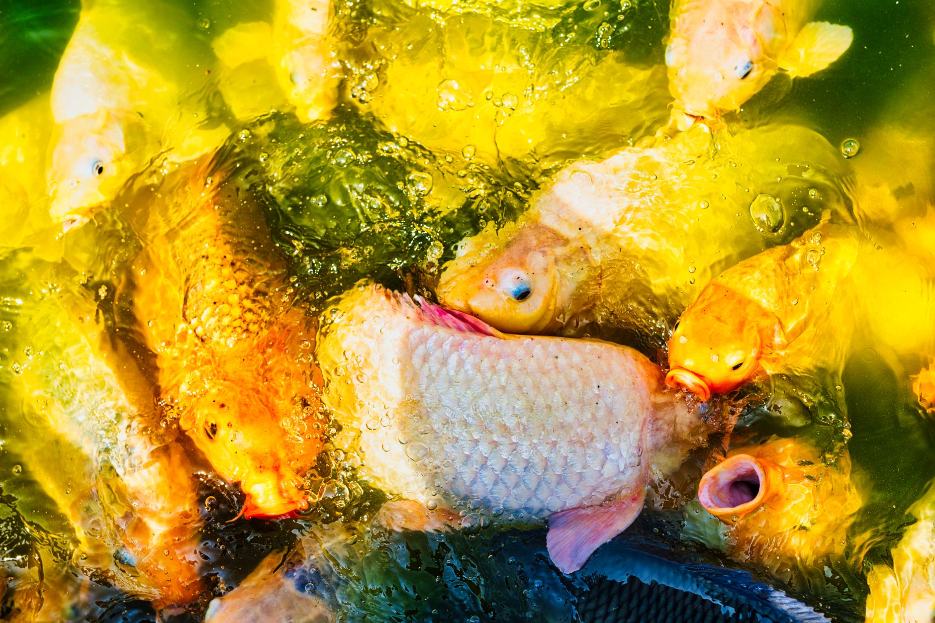 Bighead Carp - Bighead Carp Invasion