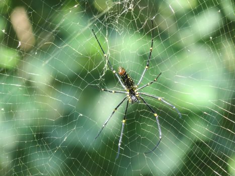 A spider delicately perched on its web, showcasing nature's intricate beauty.