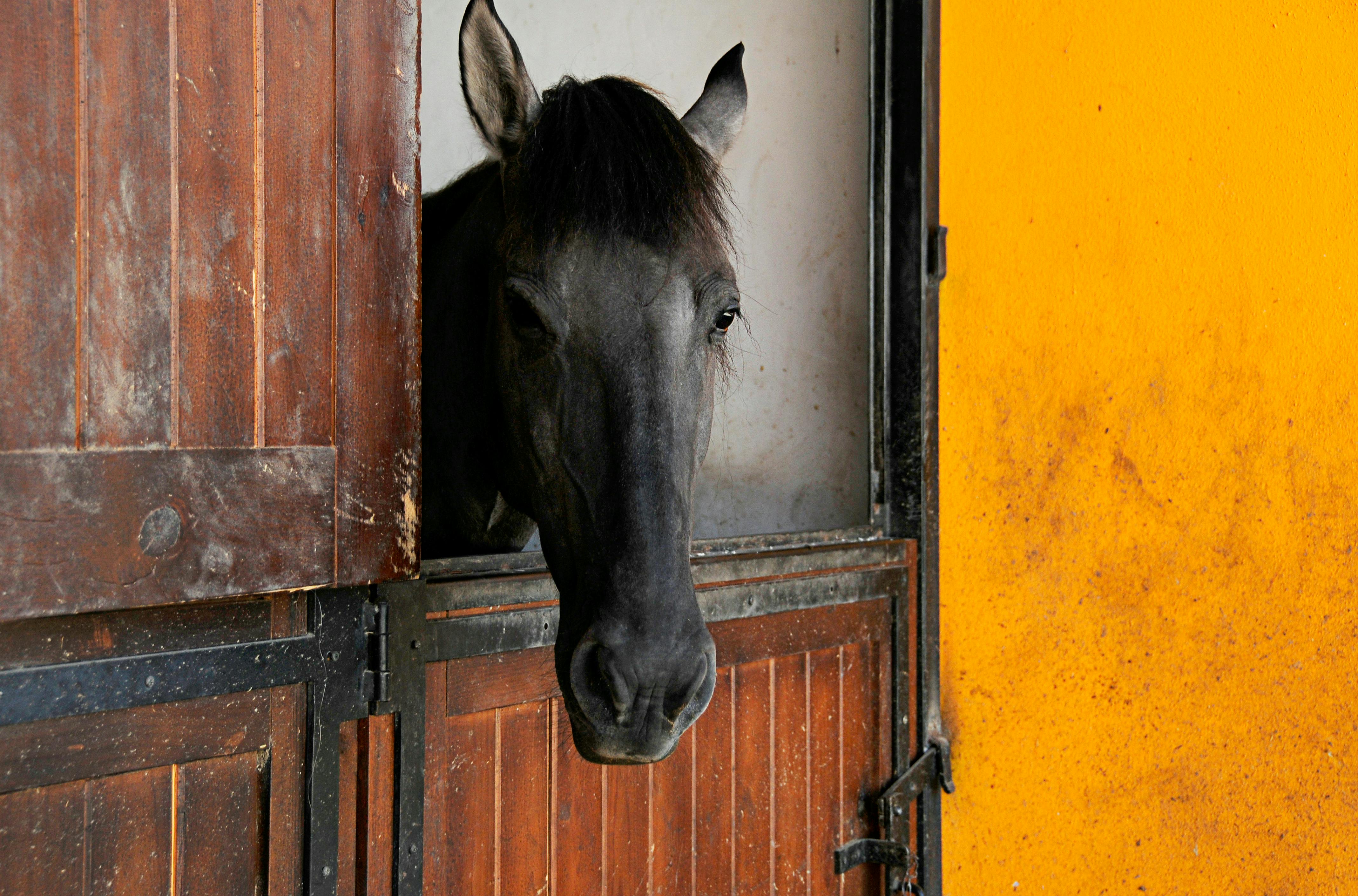 alter do chao horses