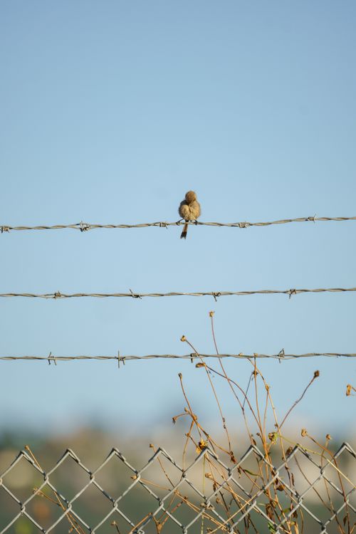 Free A tiny bird sitting atop barbed wire with a clear blue sky backdrop. Stock Photo