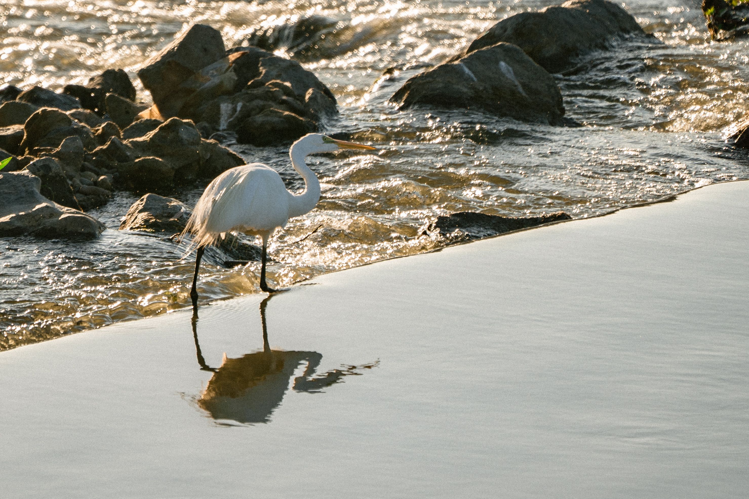 A serene image of an egret wading through the water near rocks at sunrise, capturing nature's tranquility. | BocaVibe