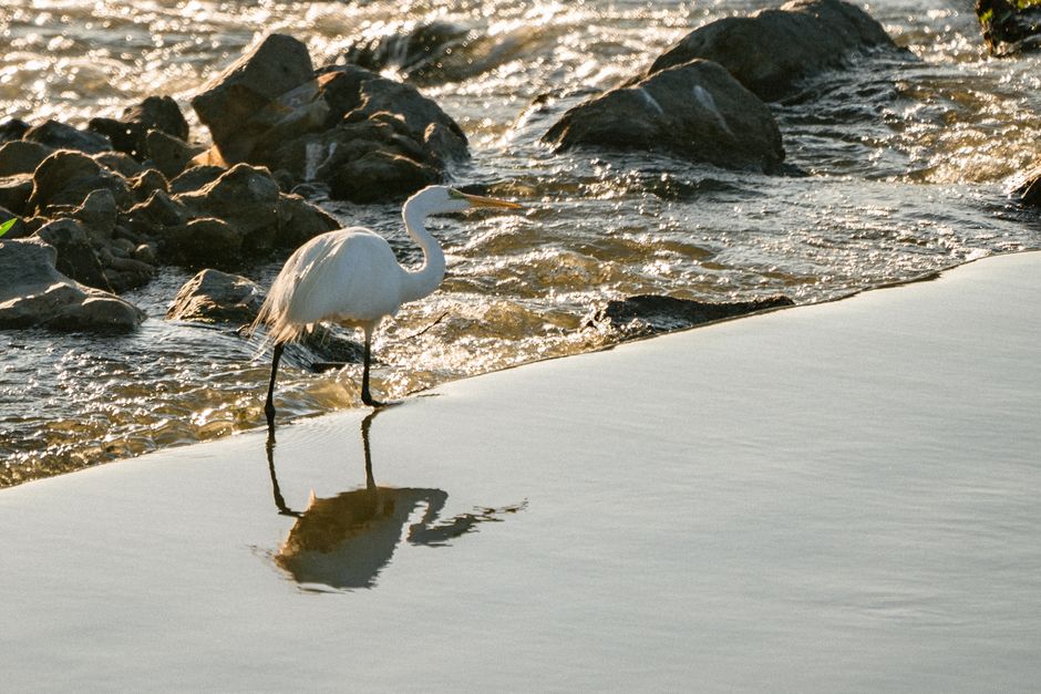 Early Birding with AL 2 A serene image of an egret wading through the water near rocks at sunrise, capturing nature's tranquility. | BocaVibe