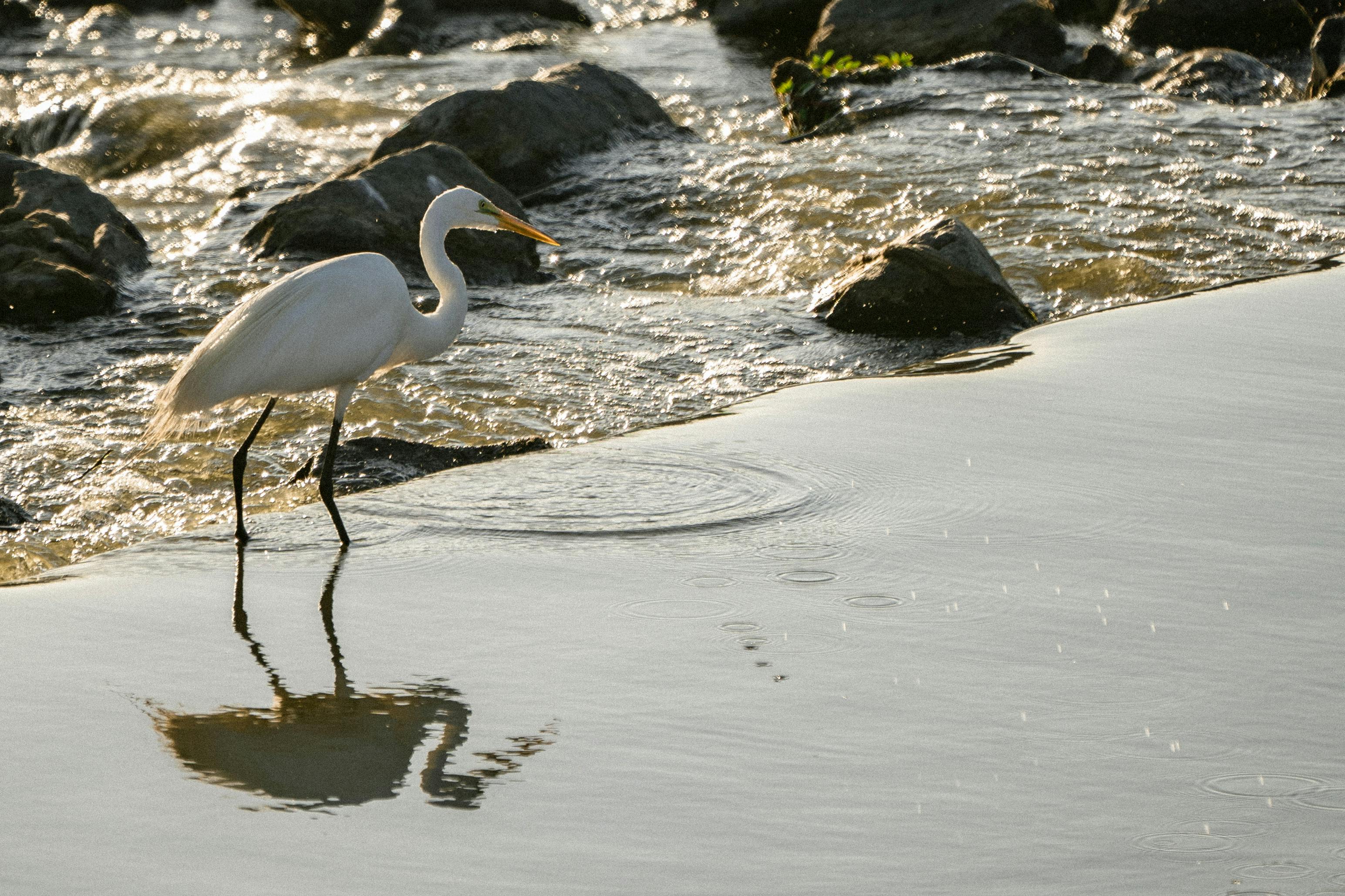 A serene great egret wading by a rocky riverbank, reflected in the water.