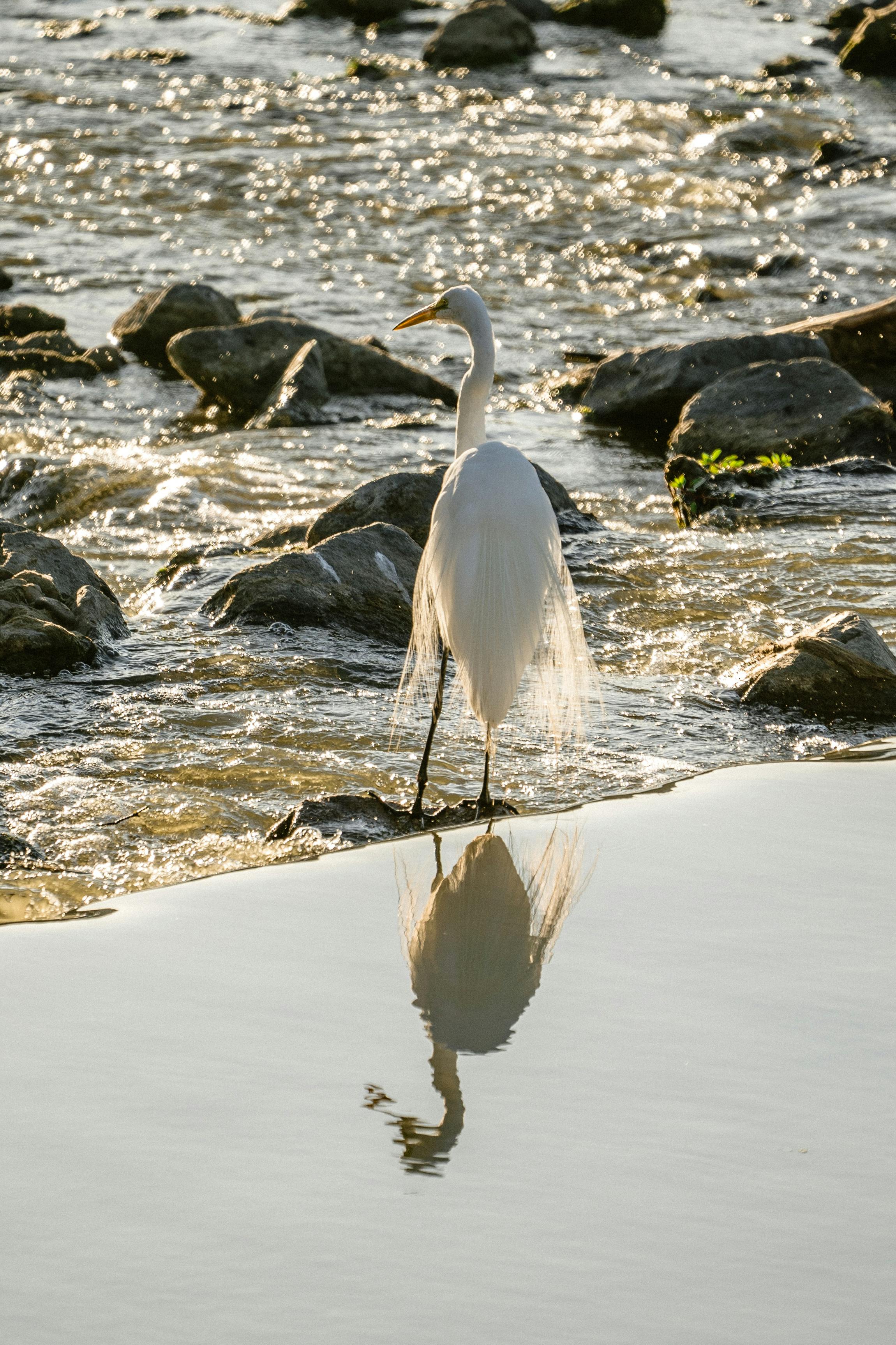 Gratis Immagine gratuita di acqua, aggraziato, airone bianco maggiore orientale Foto a disposizione