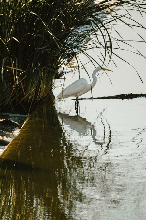 Free Eastern Great Egret standing at the lake's edge surrounded by nature. Stock Photo