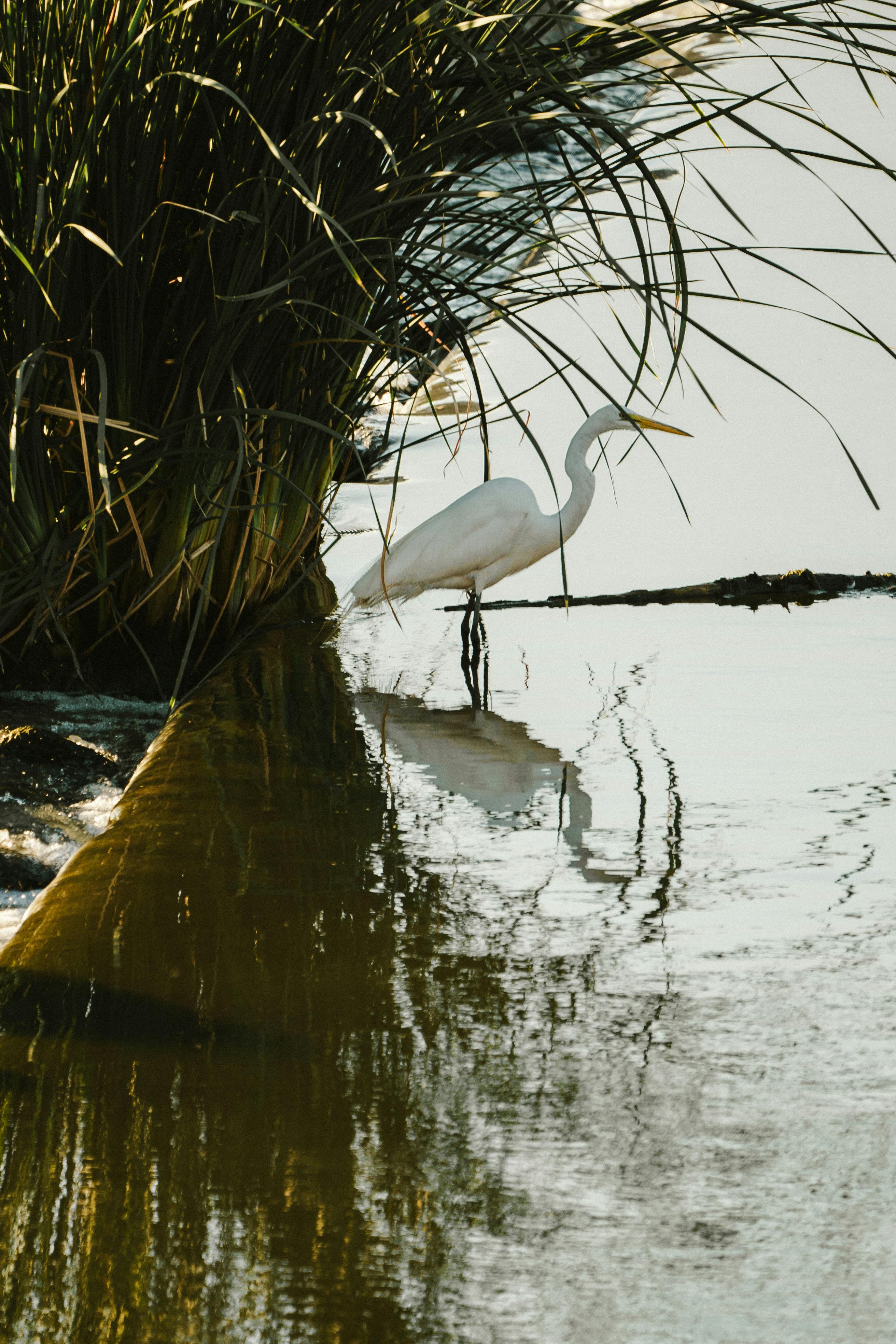 bezplatná Volavka Východní V Jezeře Základová fotografie