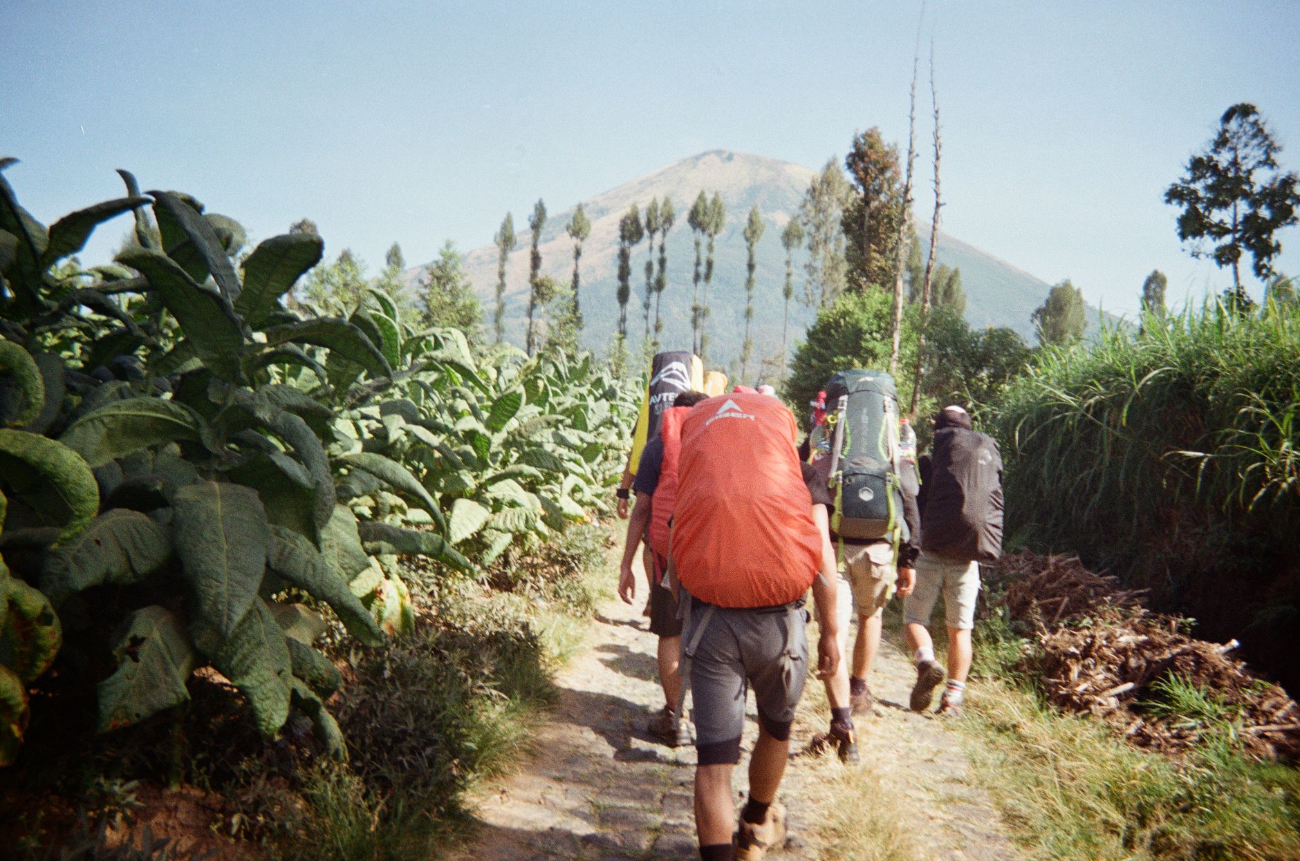 Group of hikers walking through a lush trail with backpacks towards a mountain in Indonesia.