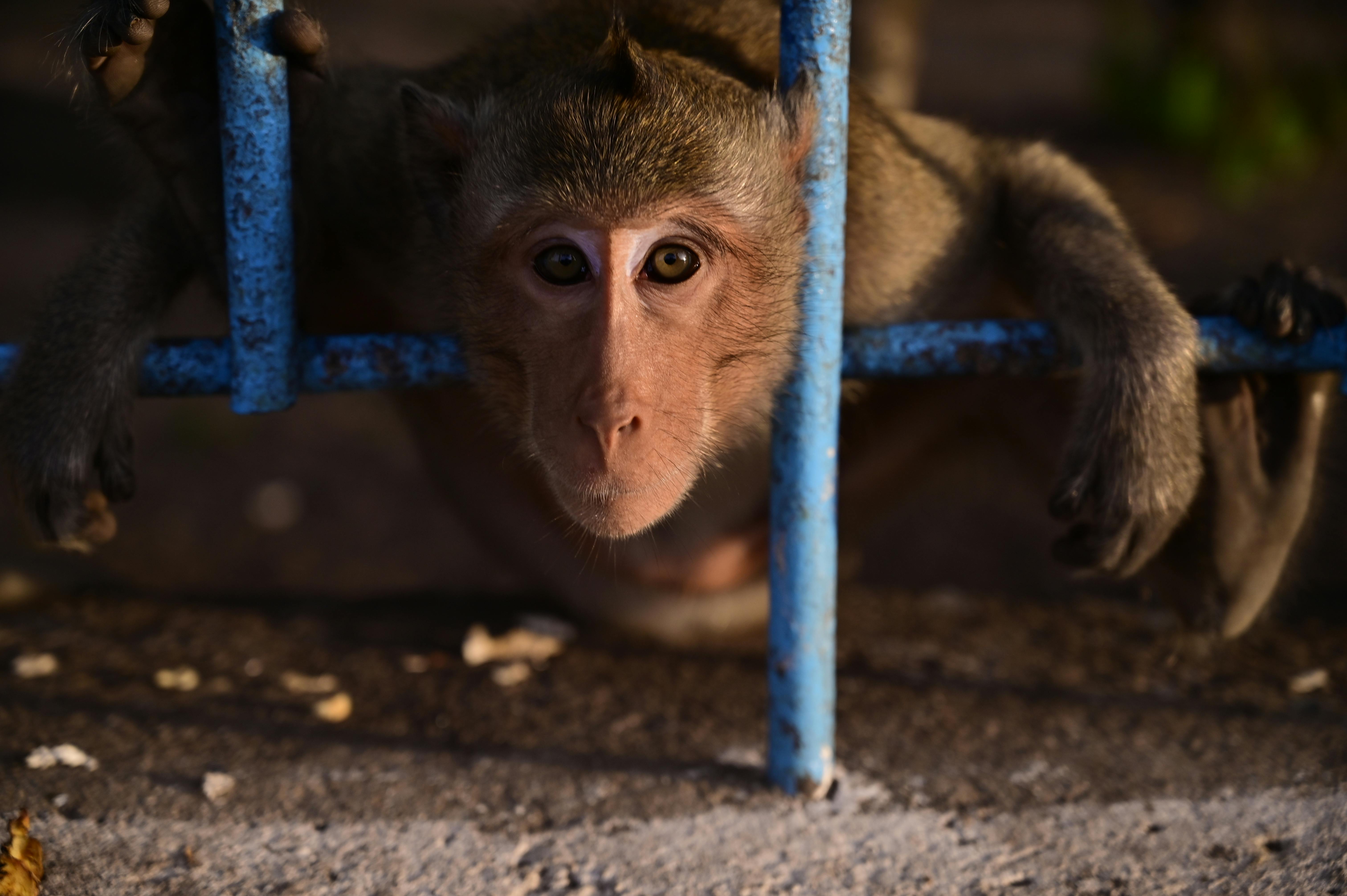 A macaque monkey leaning through a blue fence, looking curiously at the camera in a zoo setting.