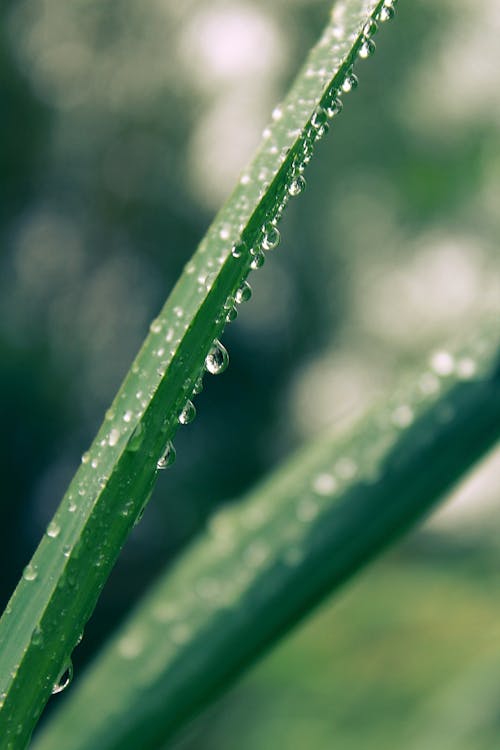 Gratis lagerfoto af blad, dof, dråbe