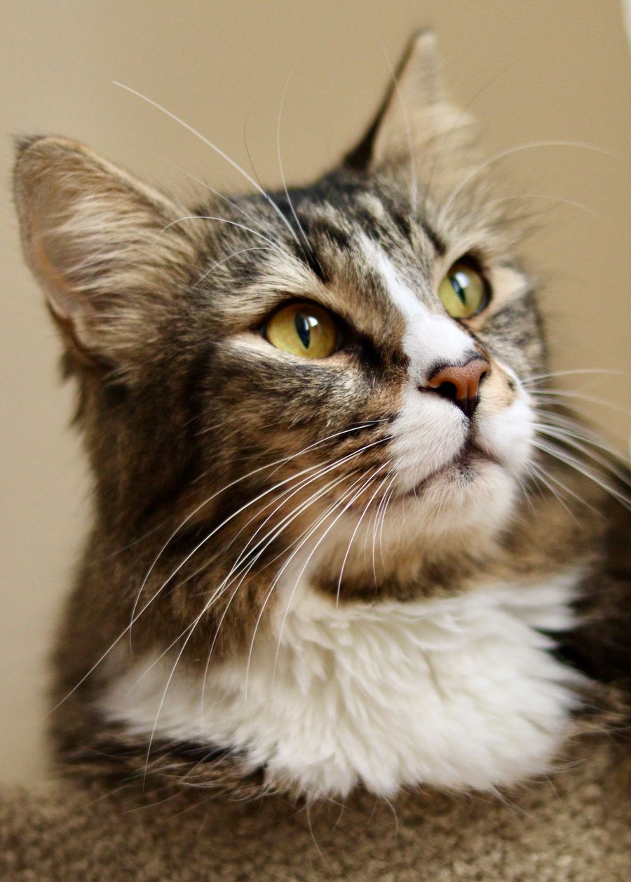Fluffy tabby cat portrait