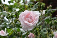 郁郁葱葱的花园中，一朵带有露珠的粉红玫瑰被特写镜头捕捉，展现了大自然的微妙之美