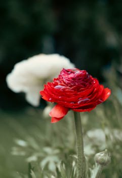 Image by Andrej Zsembi