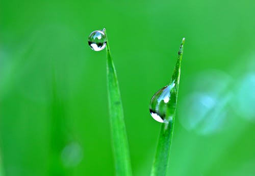 Close-up Photo of Drop of Water on Plants