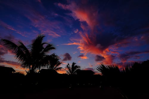 Green Palm Trees during Sunset