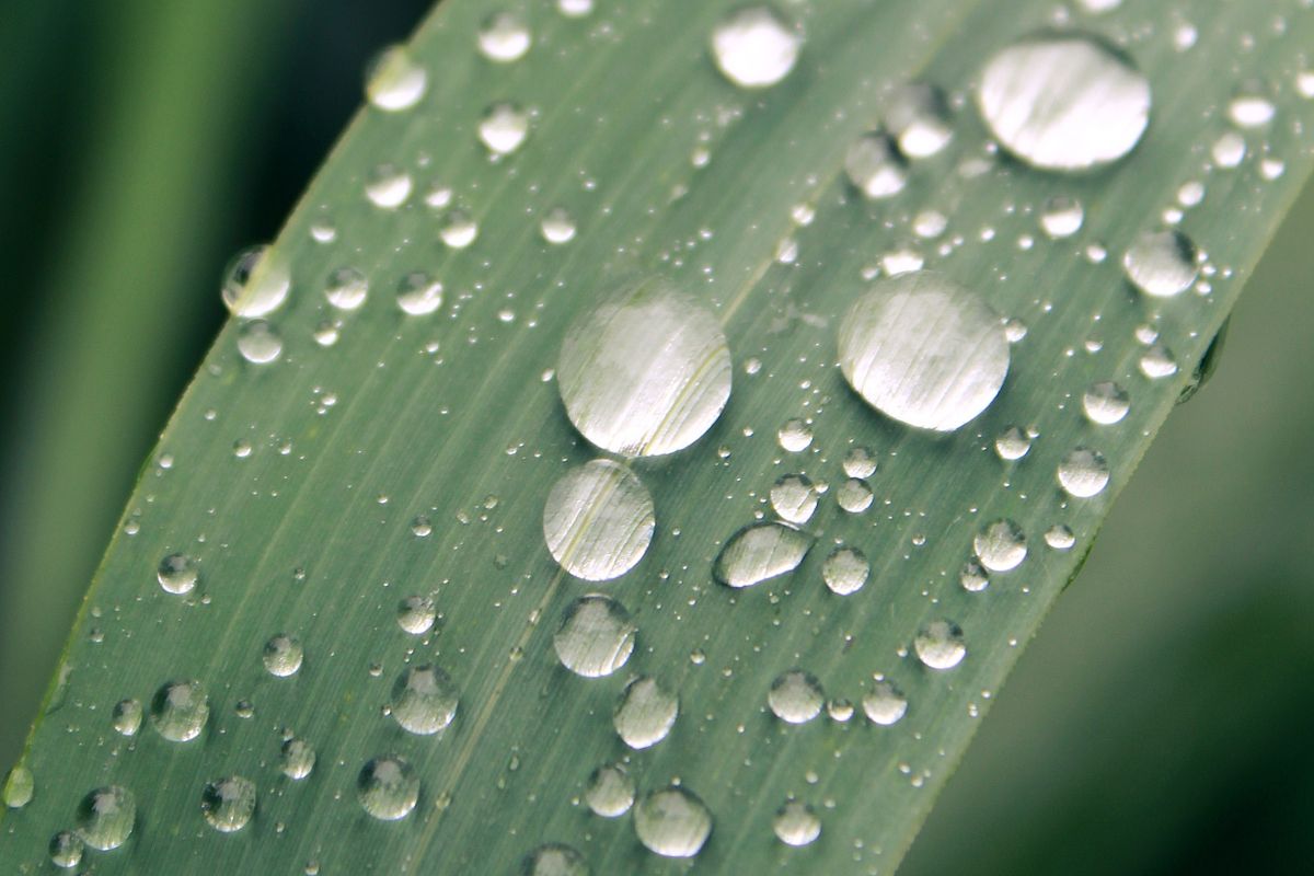 Macro shot of water droplets on a leaf