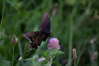 郁郁葱葱的绿色植物中，一只燕尾蝴蝶在粉红色三叶草上的特写，展现了充满活力的野生动物