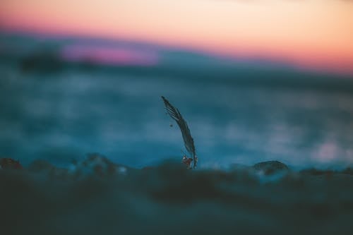 Free stock photo of abandoned, beach, bird feather