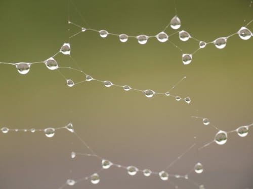 Water Droplets on Spider Web