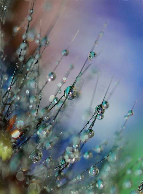 Foto De Enfoque Selectivo De Rocío De Agua En La Planta