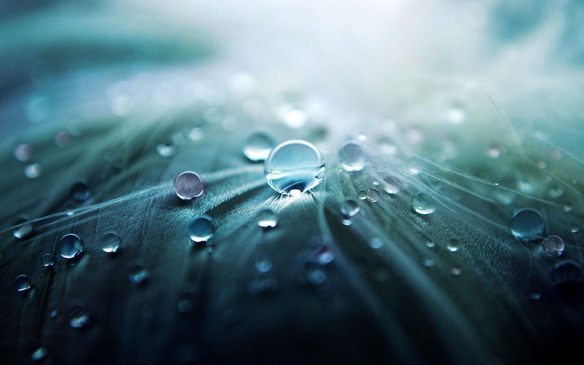 Close-up shot of water droplets on a feather with a soft focus and gentle lighting.