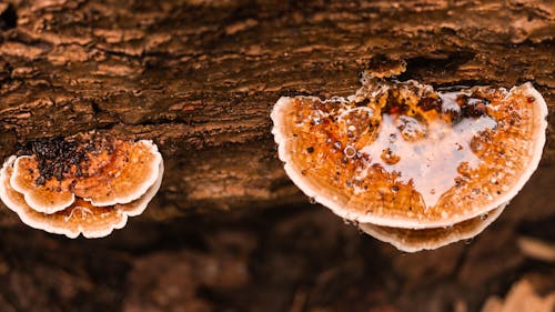 Photo Gros Plan De Champignons