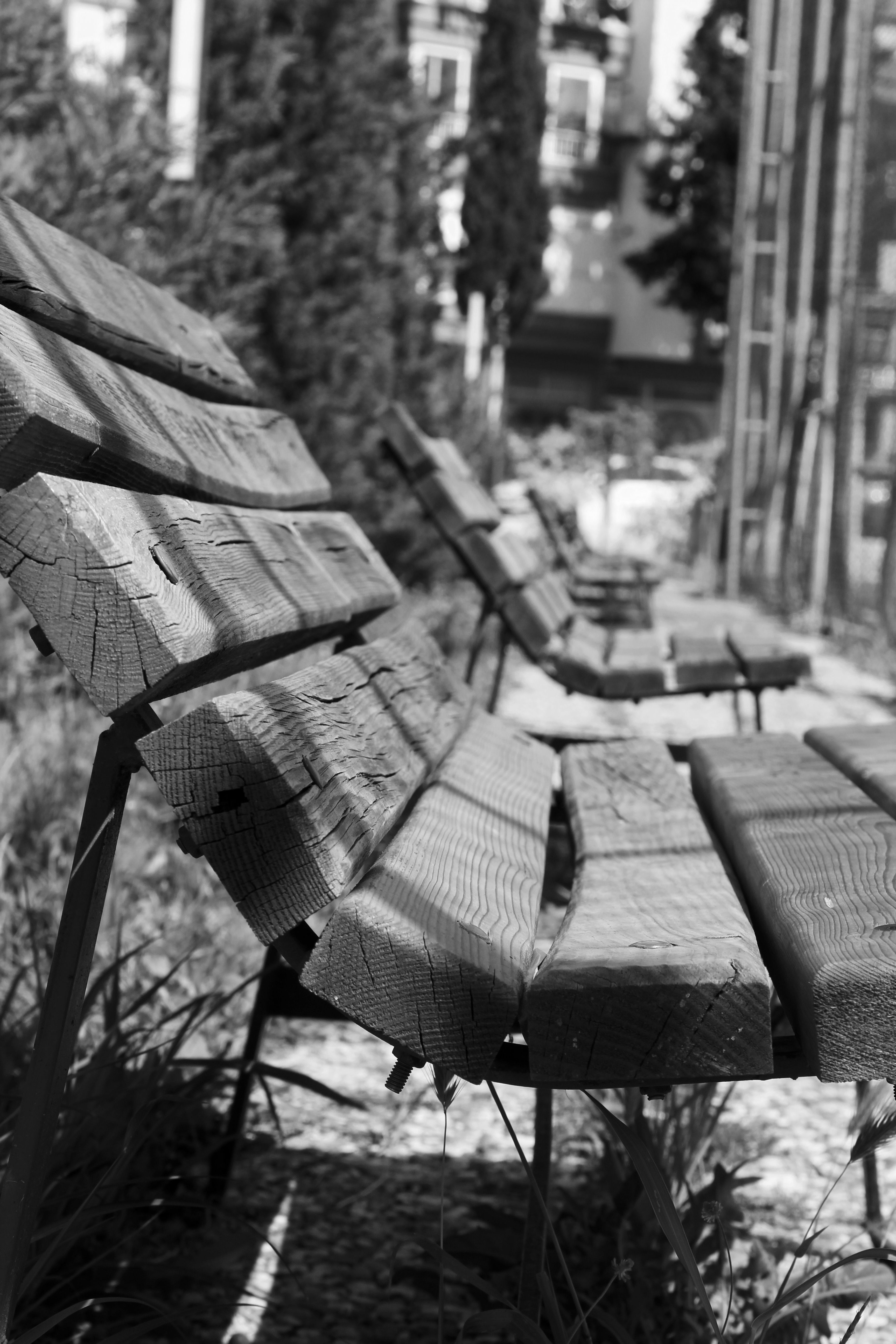 Fotomural Foto en blanco y negro de bancos de madera rústicos alineados en un parque con arbustos y árboles.
