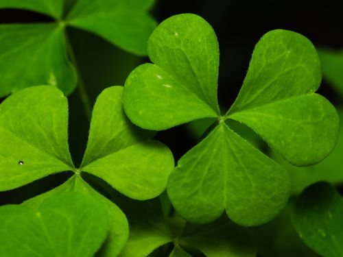 Free Close-Up of a Three-Leaf Clover Stock Photo